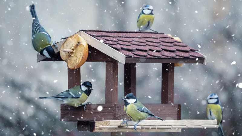 une mangeoire en hiver avec des oiseaux sous la neige