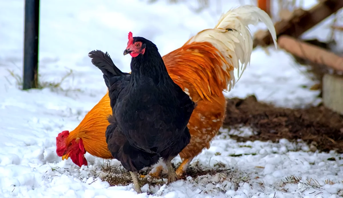 une poule et un coq orange dans la neige dehors
