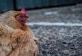 Comment protéger les poules du froid en hiver sans électrcité ? Astuces pratiques pour les garder en bonne santé !