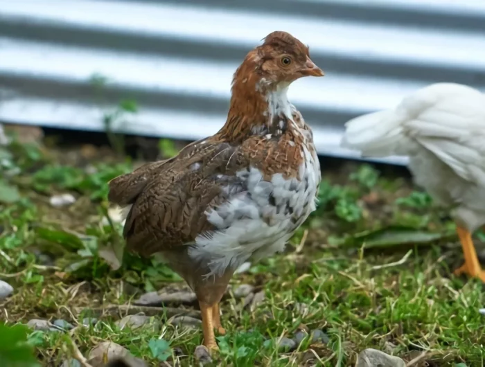 varietes poules soins entretien abri volailles materiaux naturels