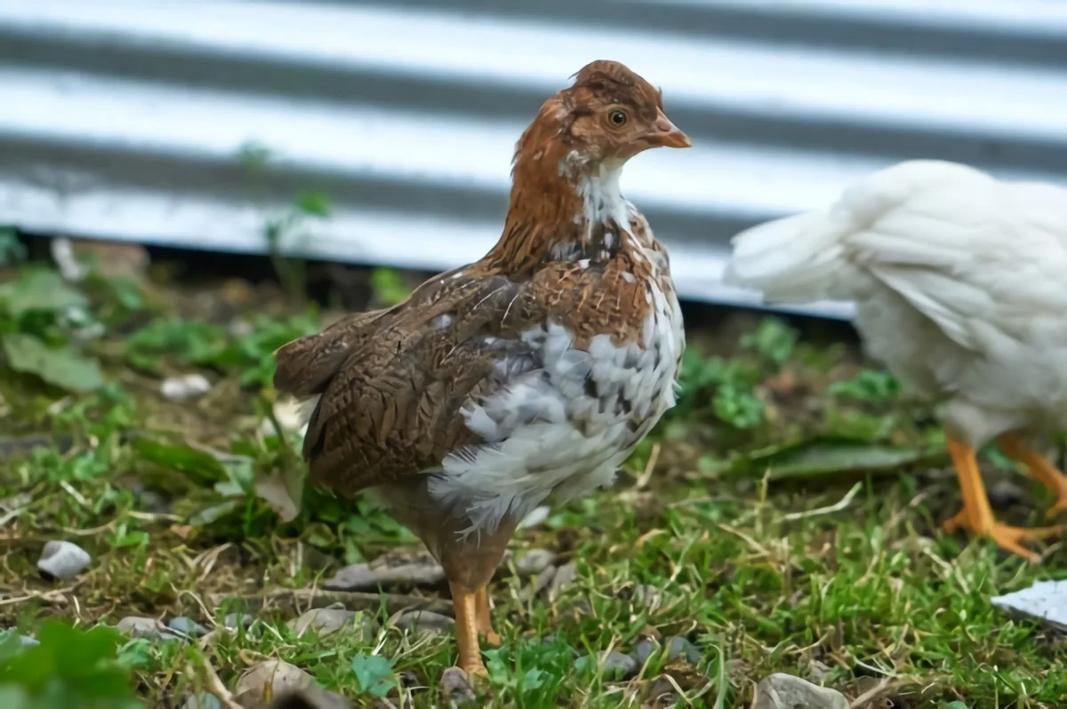 varietes poules soins entretien abri volailles materiaux naturels