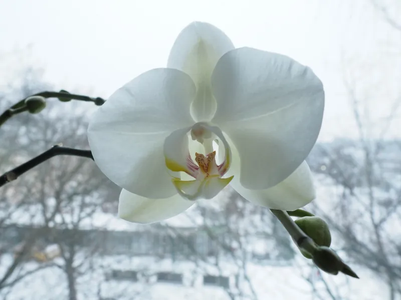 voici quelle temperature assurer a l orchidee pour qu elle fleurisse en hiver