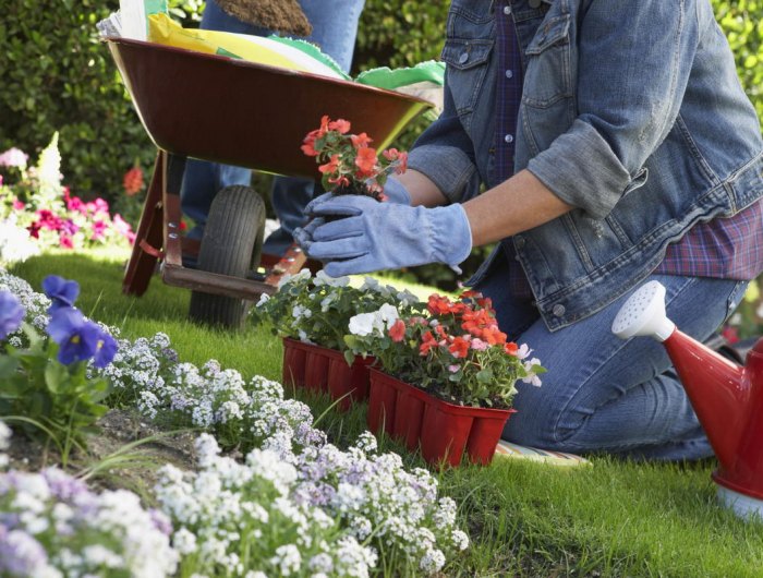 2 que planter en janvier au potager femme plante des fleurs