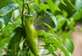 Comment cultiver du piment dans le jardin ? Liste exclusive des meilleures variétés pour relever les saveurs !
