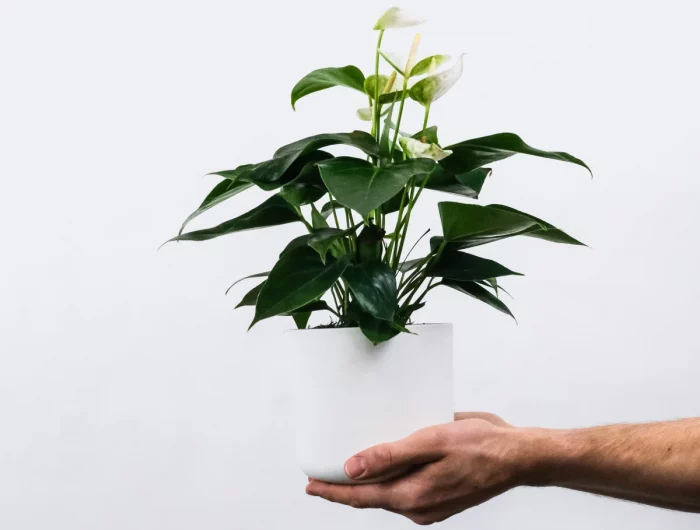 anthurium entretien adequat contre les feuilles brunes