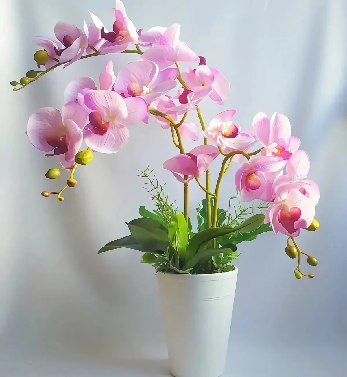 comment garder et faire refleurir une orchidée phalaenopsis