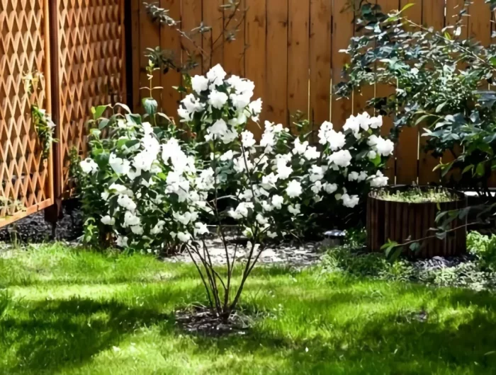 comment protéger un jasmin en pot en hiver jasmin sur une terrasse