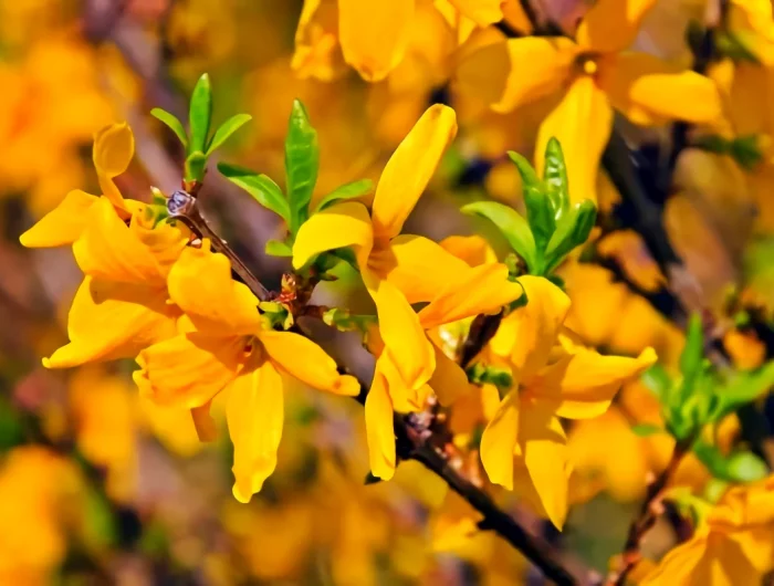 forsythia fleurs jaunes arbuste planter en hiver