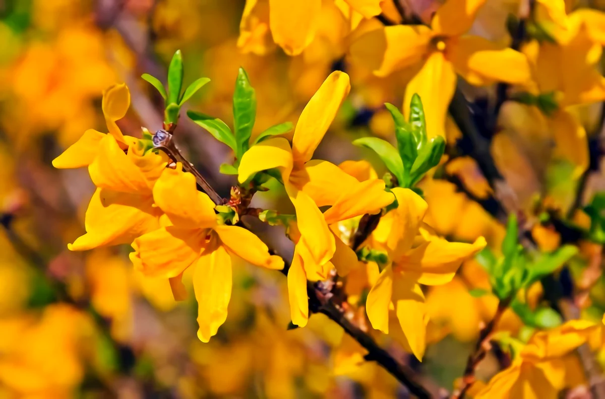 forsythia fleurs jaunes arbuste planter en hiver
