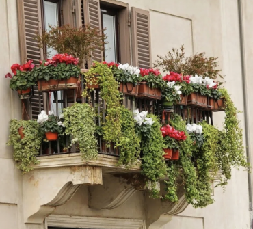 plantes résistant au froid pour un balcon verdoyant, même en hiver pour un spectacle miraculeux