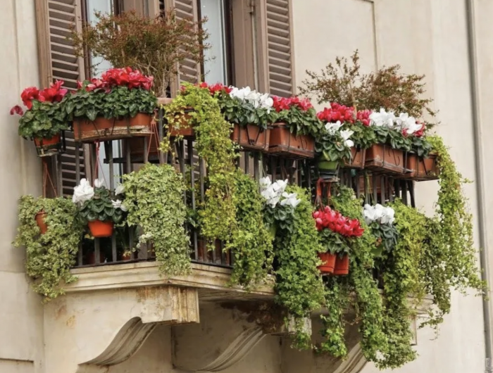 plantes résistant au froid pour un balcon verdoyant, même en hiver pour un spectacle miraculeux