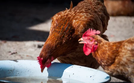 pourquoi mettre d iode dans l eau des poules
