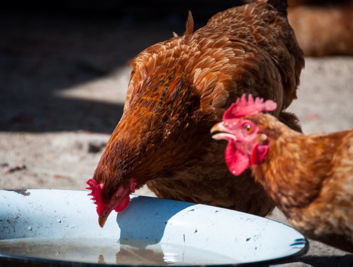 pourquoi mettre d iode dans l eau des poules