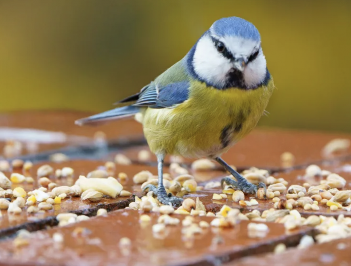 pourquoi ne pas donner du pain aux oiseaux on vous explique tout