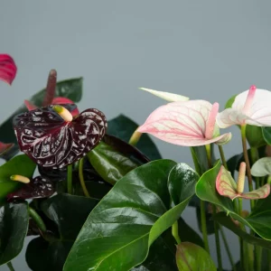 Anthurium trop arrosé : Comment sauver la plante ? Conseils et astuces !