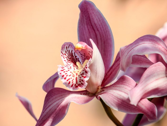 aisons pourquoi mon orchidée ne fleurit pas astuces de grand mère entretien orchidée
