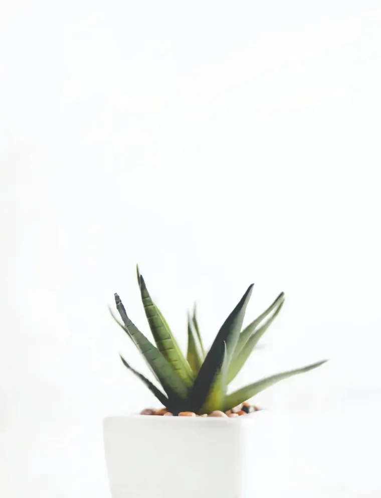 aloe vera plante d intérieur sans lumière pour salle de bain sans fenetre