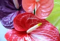 Quel engrais maison pour un bel Anthurium ? Comment le nourrir et booster sa floraison abondante naturellement ?