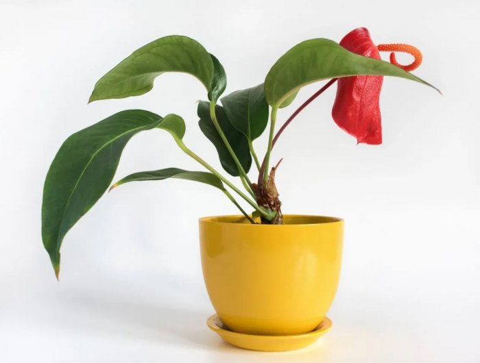 anthurium aux feuilles tombantes raisons et remedes