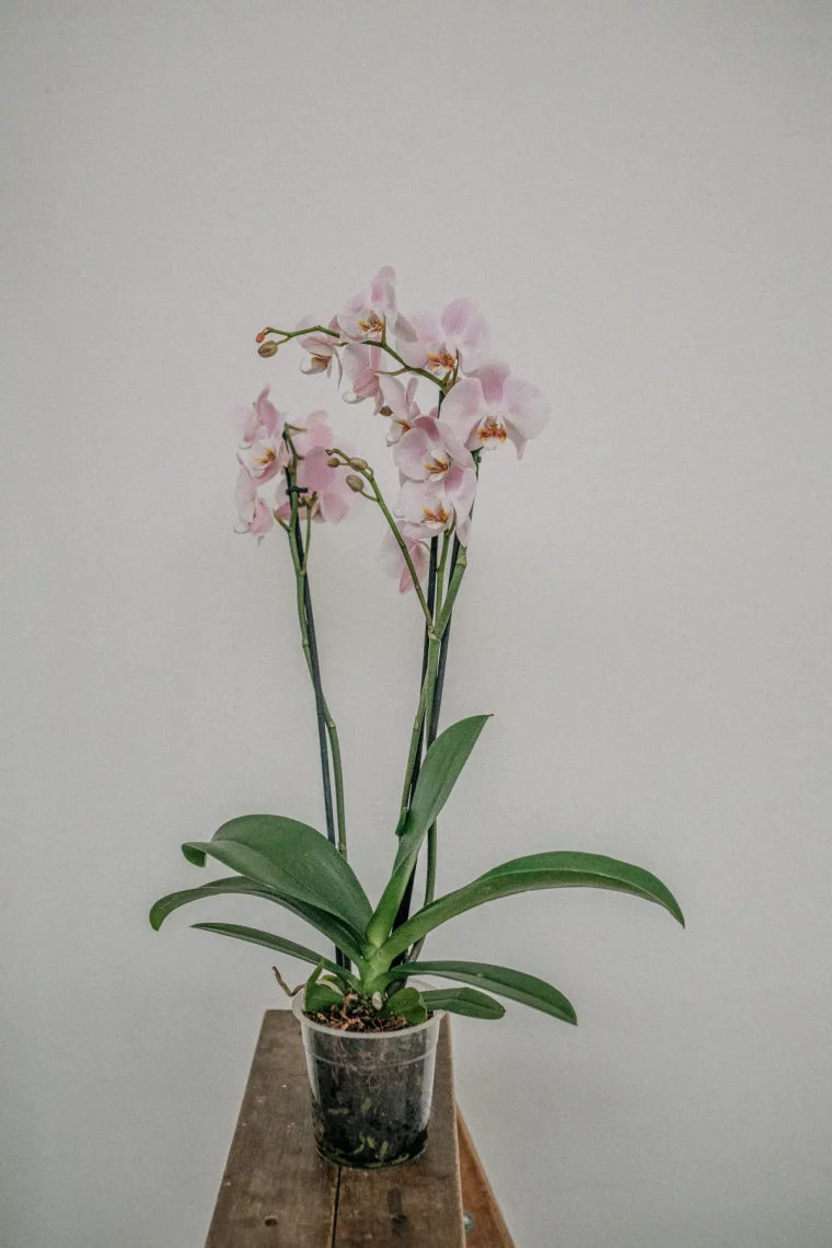 anti moisissure mur orchidée en pot comment diminuer le taux d humidité