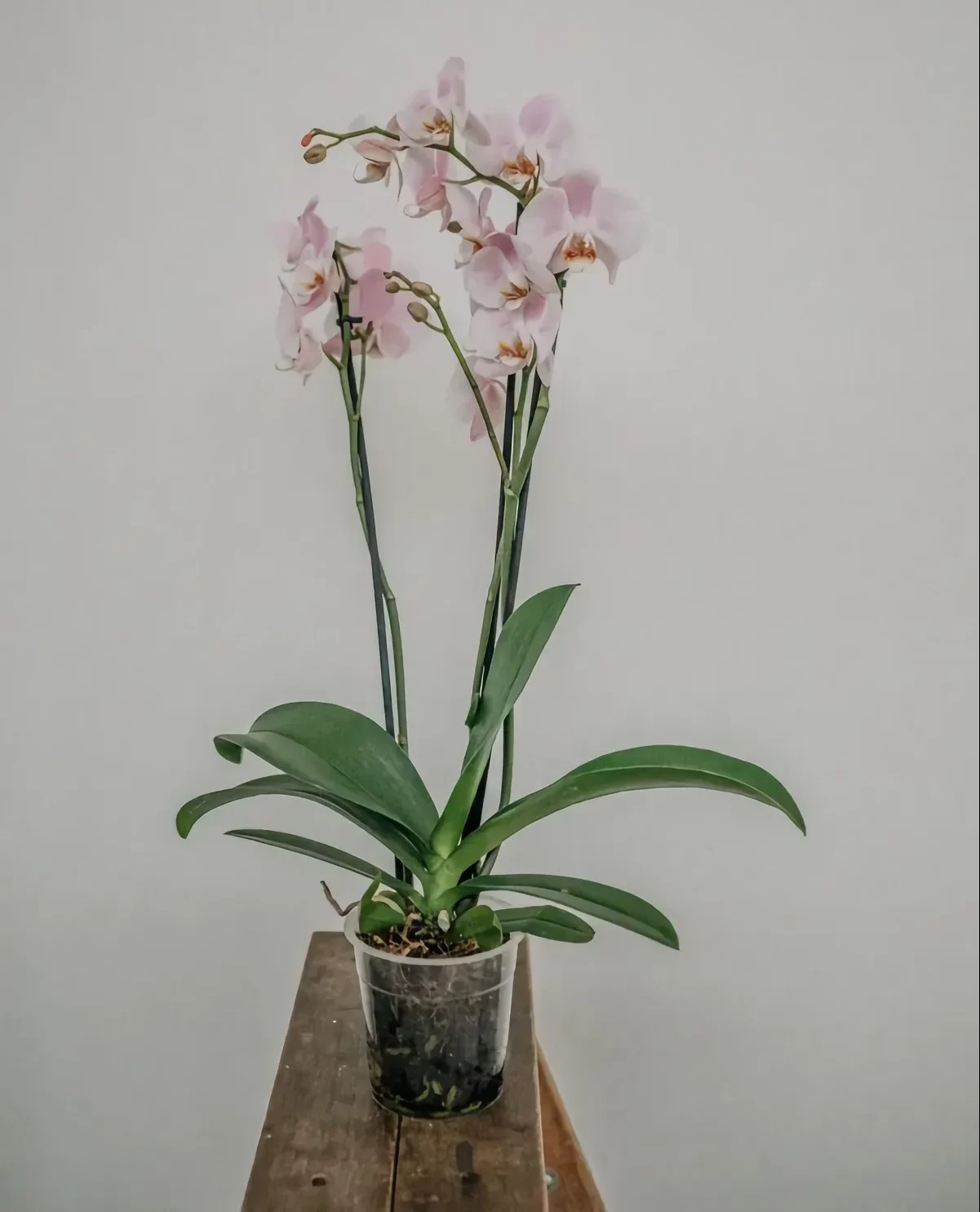 anti moisissure mur orchidée en pot comment diminuer le taux d humidité