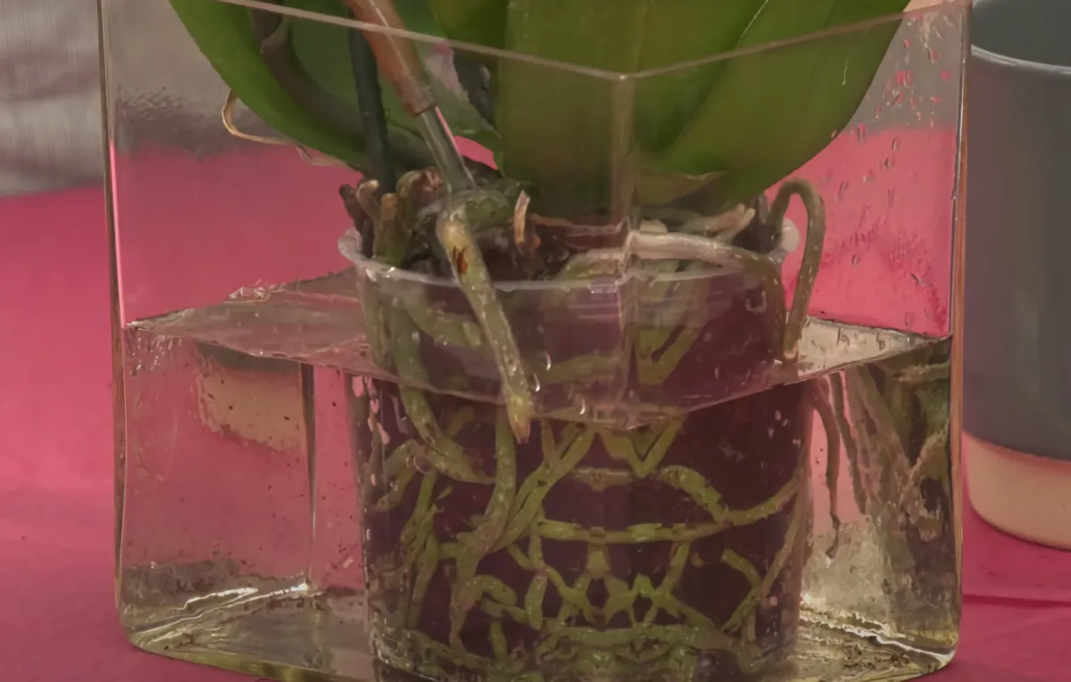arrosage orchidee dans un recipient cubique transparent avec les racine visibles et le bout du tuyau en haut