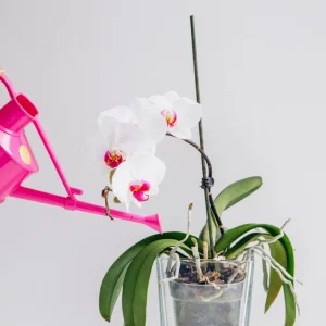 arroser une orchidee par le haut avec un arrosoir rose sur fond blamc