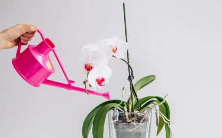 arroser une orchidee par le haut avec un arrosoir rose sur fond blamc