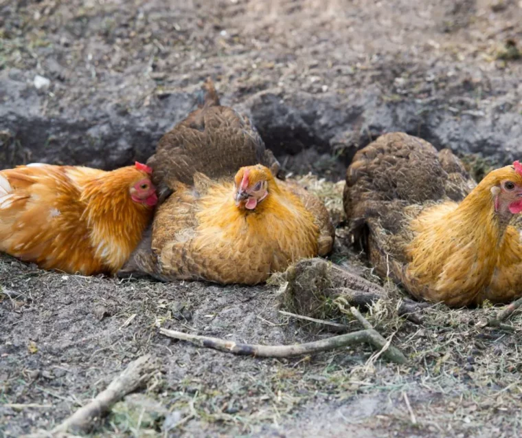 bain de cendre pour poules comment bien elever des poules