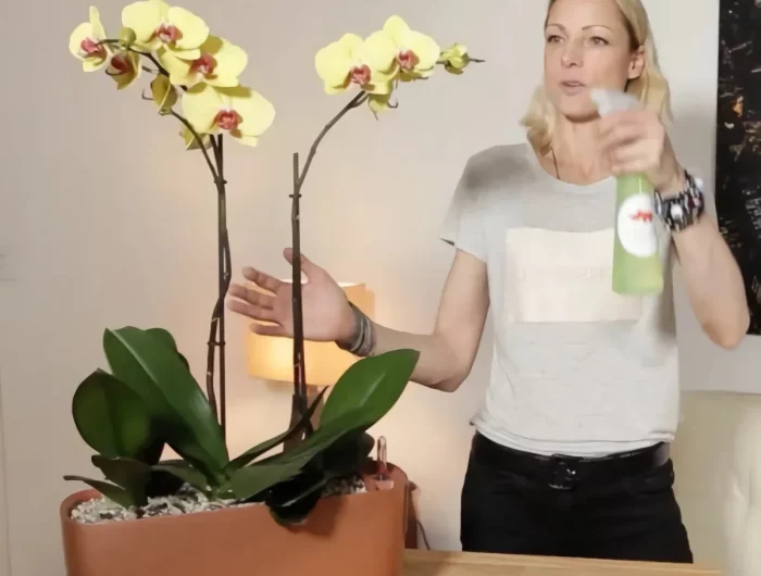 bicarbonate de soude ou de sodium pour les orchidees femme blonde pulverise orchidee