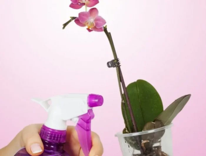 bicarbonate de soude pour orchidées vaporisation