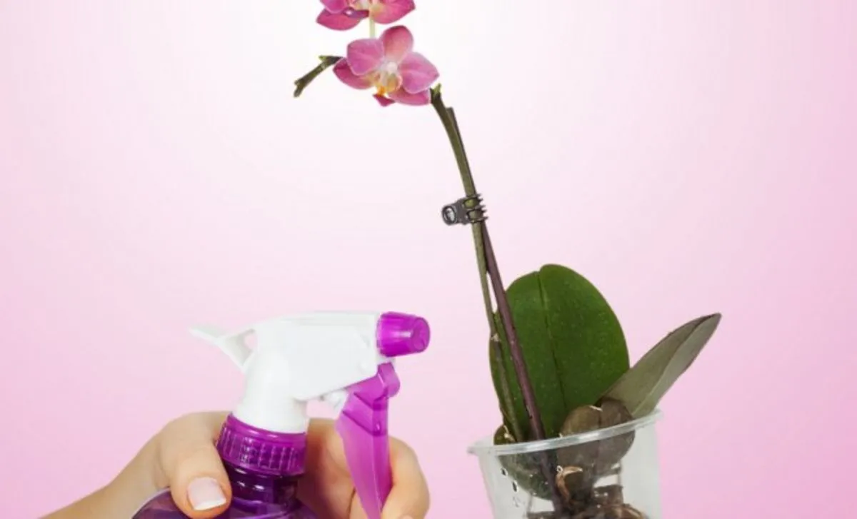 bicarbonate de soude pour orchidées vaporisation