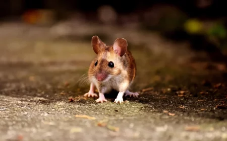bicarbonate de soude tue les souris remede contre rongeurs efficace