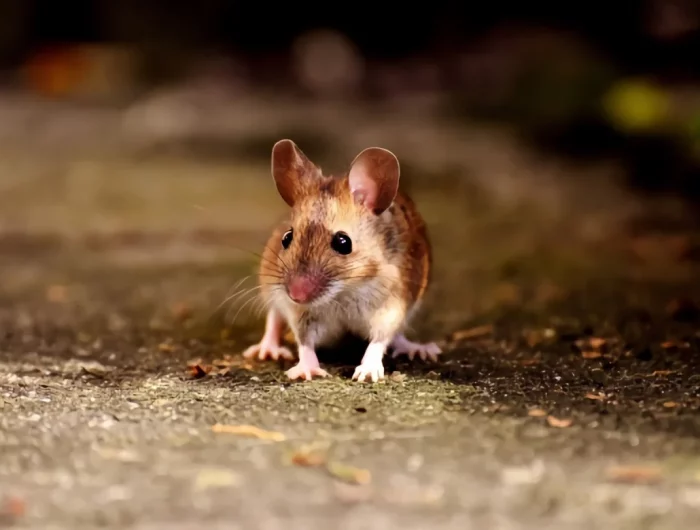 bicarbonate de soude tue les souris remede contre rongeurs efficace