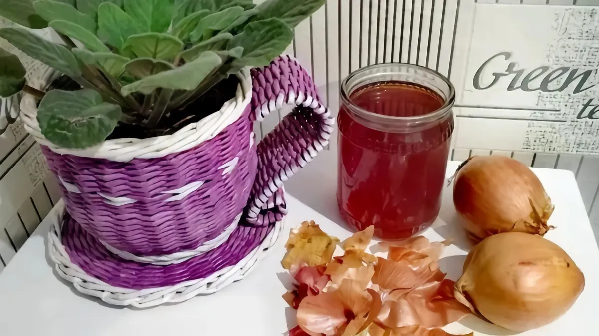 bouillon pelure d'oignon comme engrais de plantes en pot lilas