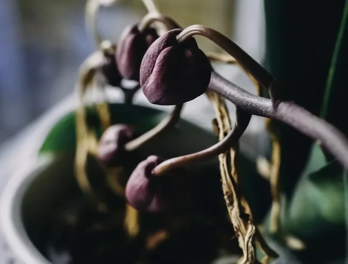 boutons orchidee secs causes problemes floraison tiges seches
