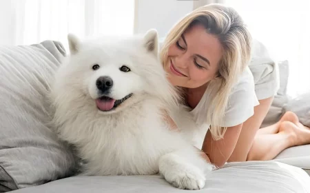 canape amour amitie animaux samoed race femme