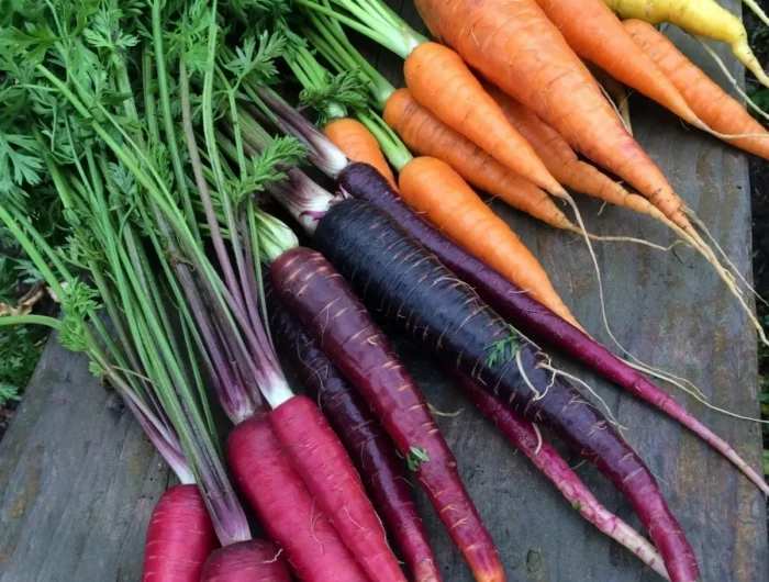 carottes de varetes et couleurs differentes