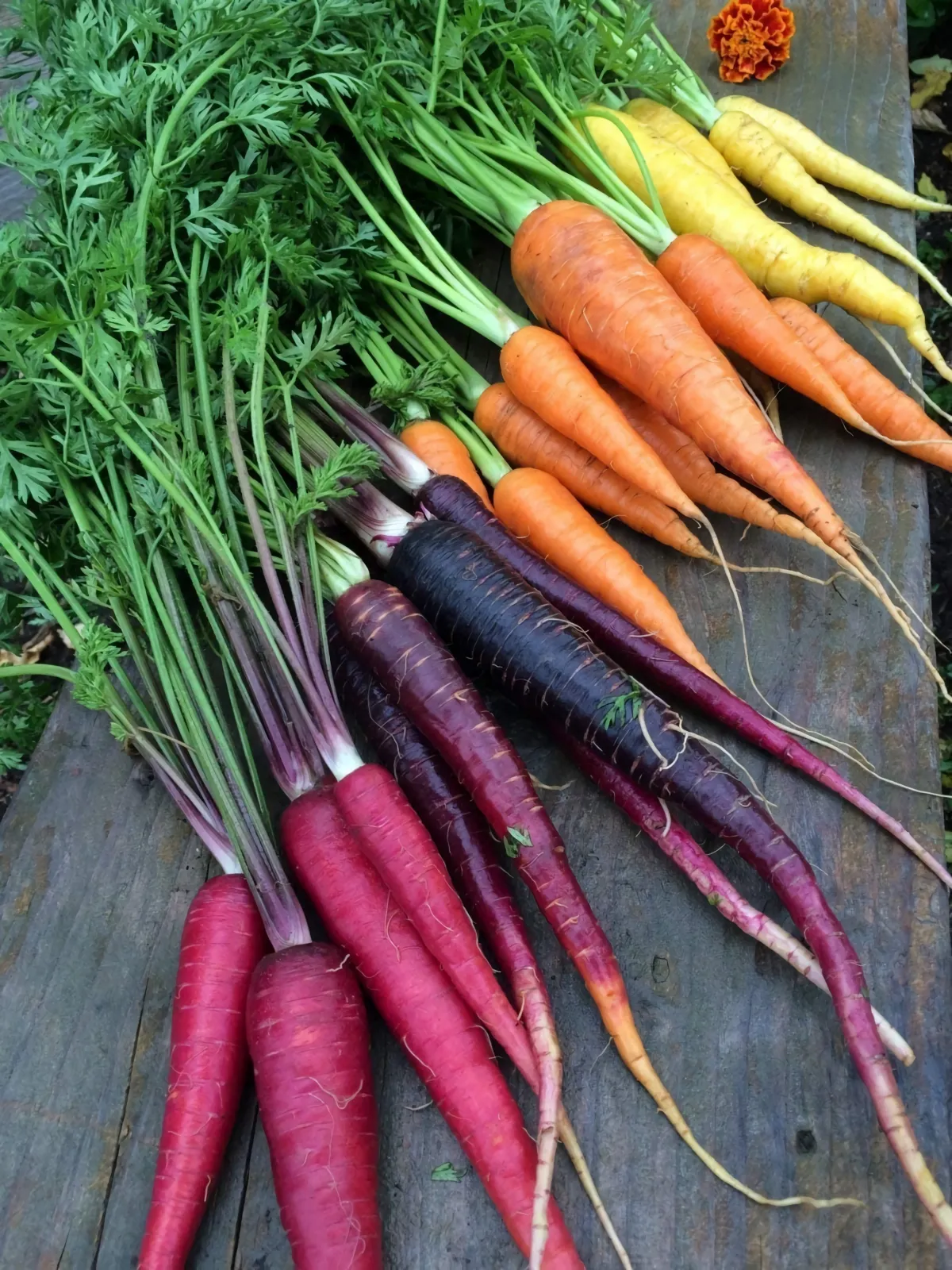 carottes de varetes et couleurs differentes