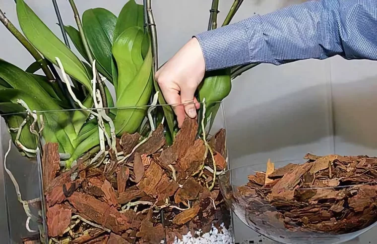 changer le melange de rempotage peut aider à restaurer les orchidees