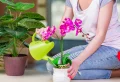 Comment forcer une orchidée à fleurir ? Voici les astuces de pro !