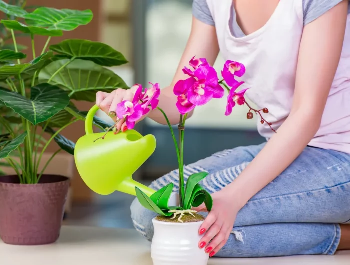 comment arroser une orchidee en floraison conseils