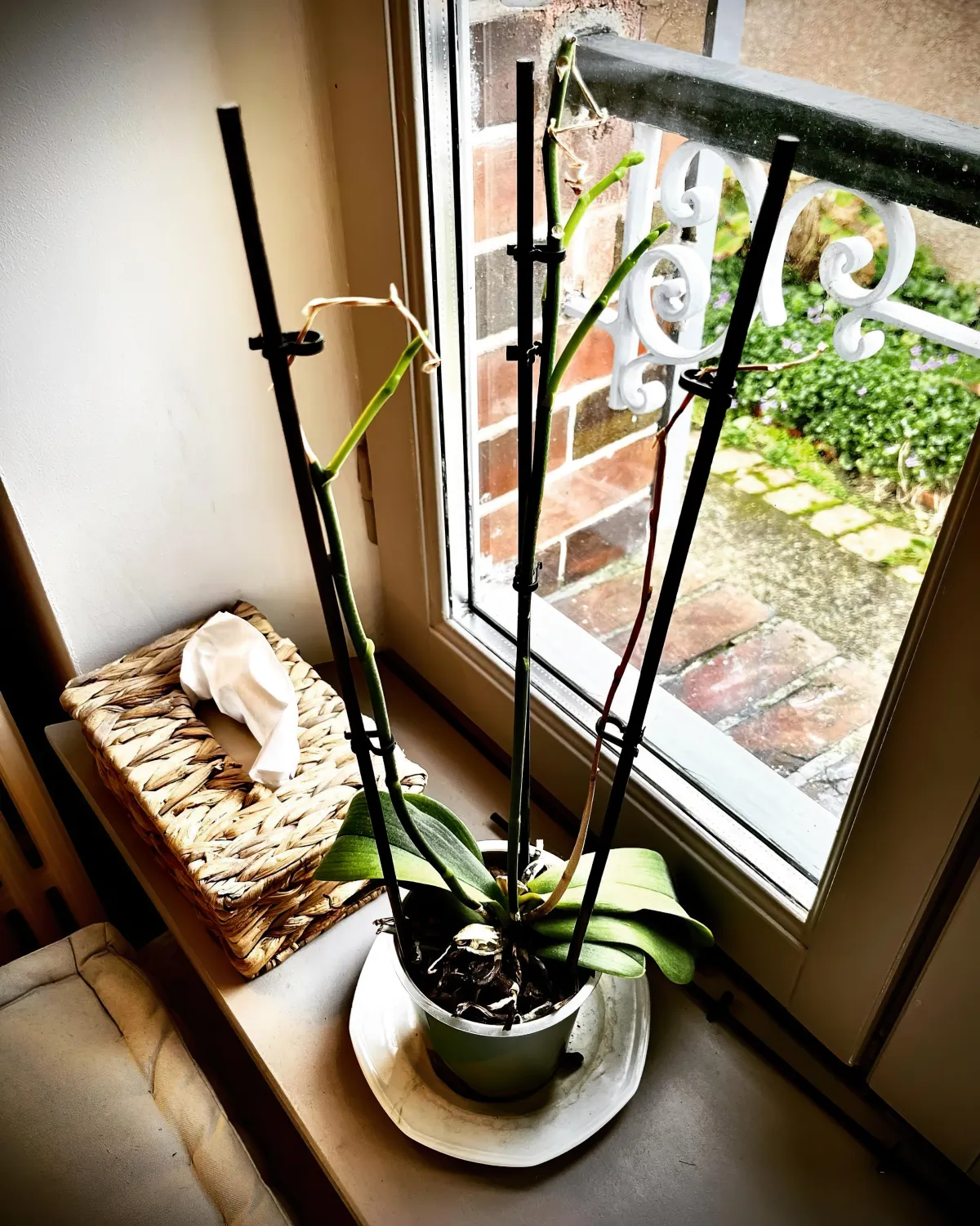 comment arroser une orchidee en repos conseils