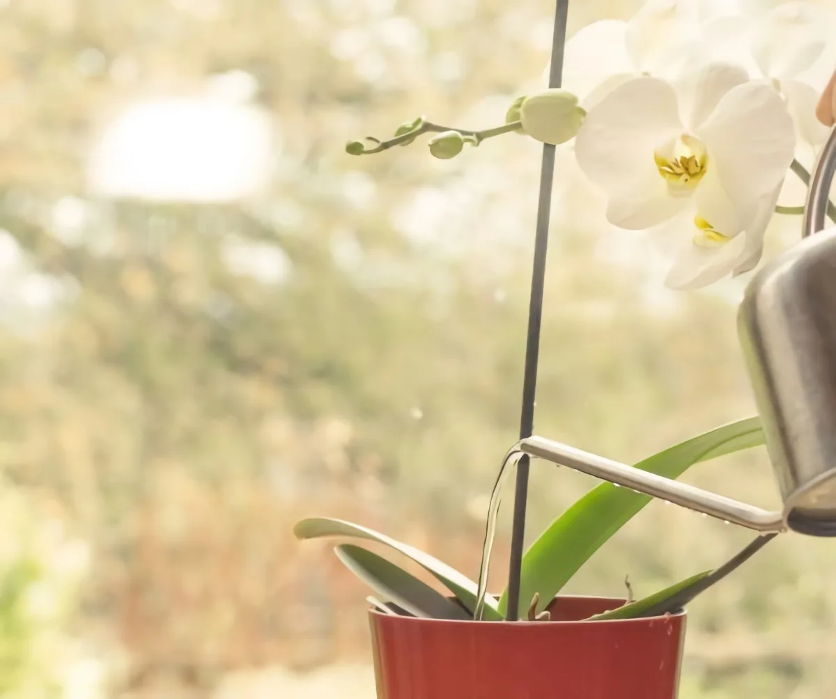 comment arroser une orchidée astuces simples entretien que faire pour qu une orchidée refleurisse