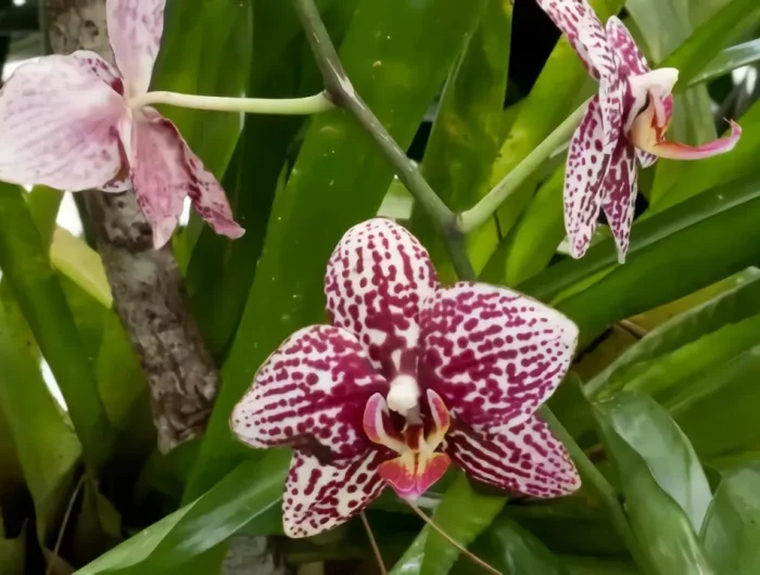 comment avoir une belle orchidee en bonne sante