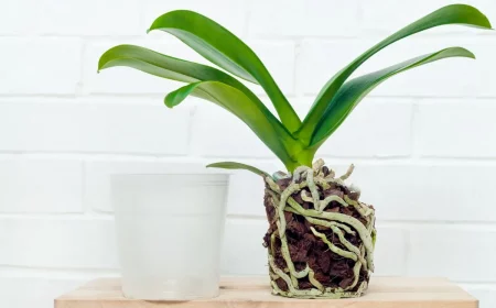 comment avoir une orchidee en bonne sante