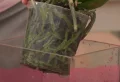 Les feuilles de mon orchidée sont molles : causes et solutions pour les récupérer !