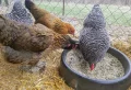 Bain de poussière pour poules – pourquoi a-t-on besoin et comment le faire