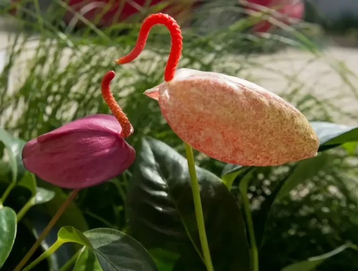 comment booster la floraison naturellement anthurium dans lanature