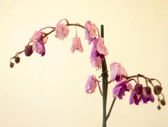 comment booster les orchidées fleures fleutries roses
